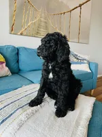 Medium Bernedoodle (Male) FREE DELIVERY in US, a male Bernedoodle for sale in Denver, CO – Photo 6 of 7