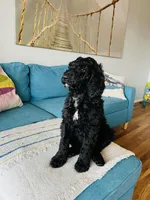 Medium Bernedoodle (Male) FREE DELIVERY in US, a male Bernedoodle for sale in Denver, CO – Photo 7 of 7