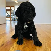 Bruce Lee (Male) Available 3/24), a male Bernedoodle for sale in Las Vegas, NM – Photo 4 of 6