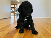 Bruce Lee, a male Bernedoodle for sale in Las Vegas, NM – Photo 1 of 2