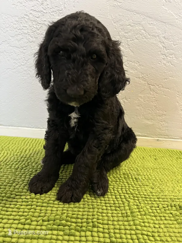 Bruce Lee (Male) Available 3/24) – Bernedoodle puppy for sale in Las Vegas, NM