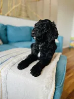 Medium Bernedoodle (Male) FREE DELIVERY in US, a male Bernedoodle for sale in Denver, CO – Photo 2 of 7