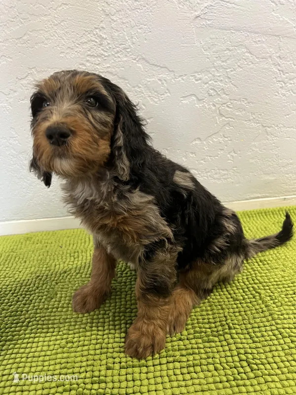 Medium Bernedoodle (female) FREE DELIVERY in US – Bernedoodle puppy for sale in Denver, CO