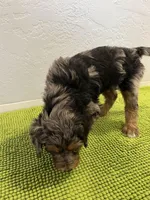 McKinley (Female) Available 3/24, a female Bernedoodle for sale in Las Vegas, NM – Photo 5 of 6