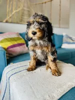 Medium Bernedoodle (female) FREE DELIVERY in US, a female Bernedoodle for sale in Denver, CO – Photo 5 of 7