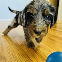 McKinley (Female) Available 3/24, a female Bernedoodle for sale in Las Vegas, NM – Photo 1 of 6