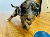 McKinley, a female Bernedoodle for sale in Las Vegas, NM – Photo 1 of 2