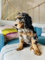 Medium Bernedoodle (female) FREE DELIVERY in US, a female Bernedoodle for sale in Denver, CO – Photo 6 of 7