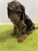 McKinley (Female) Available 3/24, a female Bernedoodle for sale in Las Vegas, NM – Photo 3 of 6