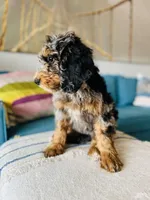 Medium Bernedoodle (female) FREE DELIVERY in US, a female Bernedoodle for sale in Denver, CO – Photo 3 of 7