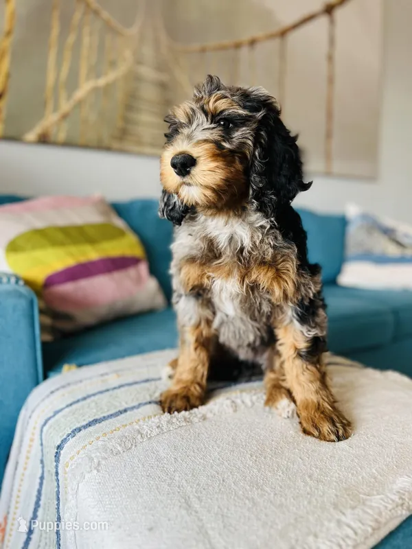 Medium Bernedoodle (female) FREE DELIVERY in US – Bernedoodle puppy for sale in Denver, CO