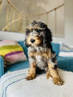 Medium Bernedoodle (female) FREE DELIVERY in US, a female Bernedoodle for sale in Denver, CO – Photo 4 of 7