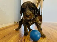 McKinley, a female Bernedoodle for sale in Las Vegas, NM – Photo 2 of 2