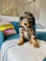 Medium Bernedoodle (female) FREE DELIVERY in US, a female Bernedoodle for sale in Denver, CO – Photo 2 of 7