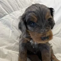 Southwest Bernedoodles, a male Bernedoodle for sale in Phoenix, AZ – Photo 5 of 8