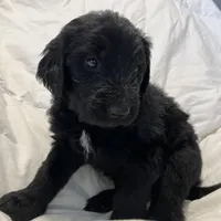 Southwest Bernedoodles, a male Bernedoodle for sale in Phoenix, AZ – Photo 7 of 8