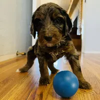 Southwest Bernedoodles, a male Bernedoodle for sale in Phoenix, AZ – Photo 4 of 8