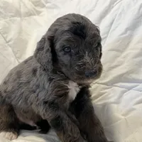 Southwest Bernedoodles, a male Bernedoodle for sale in Phoenix, AZ – Photo 8 of 8