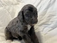 Southwest Bernedoodles, a male Bernedoodle for sale in Las Vegas, NM – Photo 8 of 8