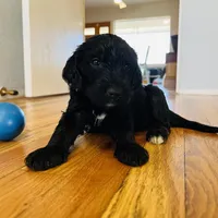 Rumplestiltskin (Female) available 3/24, a female Bernedoodle for sale in Las Vegas, NM – Photo 6 of 8