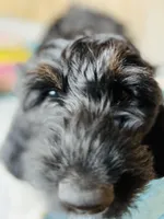 Medium Bernedoodle (Female) FREE DELIVERY , a female Bernedoodle for sale in Denver, CO – Photo 10 of 10