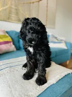 Medium Bernedoodle (Female) FREE DELIVERY , a female Bernedoodle for sale in Denver, CO – Photo 7 of 10