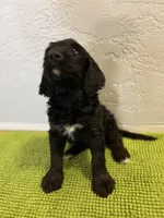 Rumplestiltskin (Female) available 3/24, a female Bernedoodle for sale in Las Vegas, NM – Photo 4 of 8