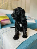 Medium Bernedoodle (Female) FREE DELIVERY , a female Bernedoodle for sale in Denver, CO – Photo 2 of 10