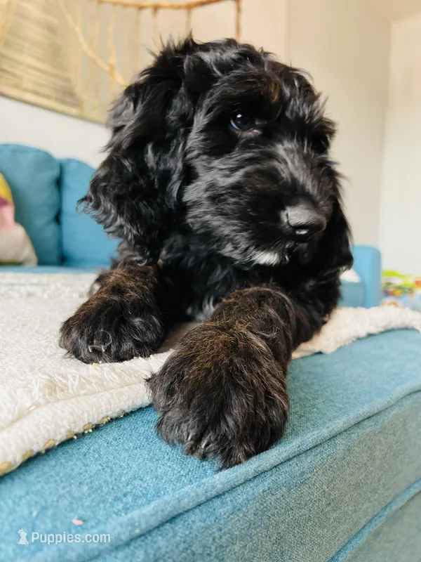 Medium Bernedoodle (Female) FREE DELIVERY  – Bernedoodle puppy for sale in Denver, CO