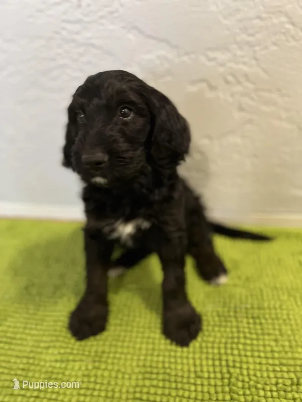 Rumplestiltskin (Female) available 3/24 – Bernedoodle puppy for sale in Las Vegas, NM