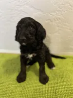 Rumplestiltskin (Female) available 3/24, a female Bernedoodle for sale in Las Vegas, NM – Photo 1 of 8