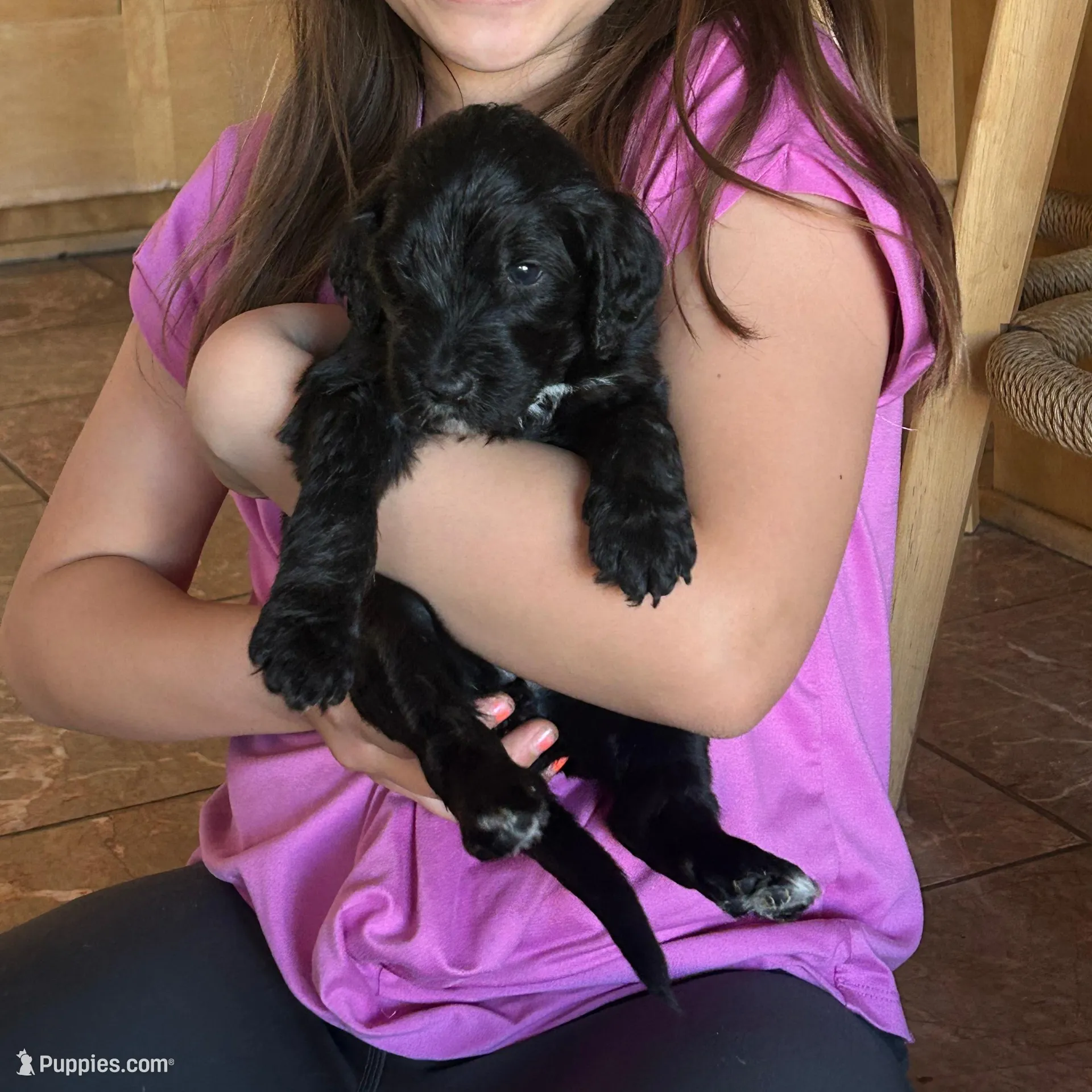 Rumplestiltskin, a female Bernedoodle for sale in Las Vegas, NM – Photo 2 of 2