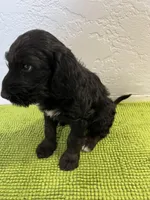 Rumplestiltskin (Female) available 3/24, a female Bernedoodle for sale in Las Vegas, NM – Photo 5 of 8