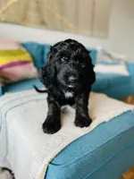 Medium Bernedoodle (Female) FREE DELIVERY , a female Bernedoodle for sale in Denver, CO – Photo 9 of 10