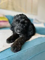 Medium Bernedoodle (Female) FREE DELIVERY , a female Bernedoodle for sale in Denver, CO – Photo 5 of 10