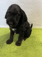 Rumplestiltskin (Female) available 3/24, a female Bernedoodle for sale in Las Vegas, NM – Photo 7 of 8