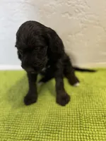 Rumplestiltskin (Female) available 3/24, a female Bernedoodle for sale in Las Vegas, NM – Photo 3 of 8