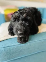 Medium Bernedoodle (Female) FREE DELIVERY , a female Bernedoodle for sale in Denver, CO – Photo 8 of 10