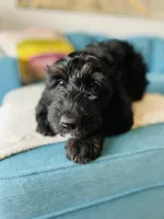 Medium Bernedoodle (Female) FREE DELIVERY , a female Bernedoodle for sale in Denver, CO – Photo 3 of 10