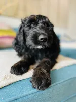 Medium Bernedoodle (Female) FREE DELIVERY , a female Bernedoodle for sale in Denver, CO – Photo 6 of 10