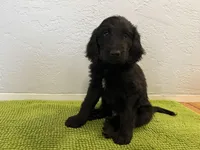 Medium Bernedoodle (Male) FREE DELIVERY in US, a male Bernedoodle for sale in Denver, CO – Photo 5 of 7