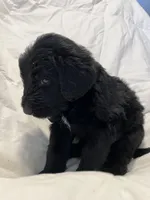 Junior, a male Bernedoodle for sale in Las Vegas, NM – Photo 1 of 2