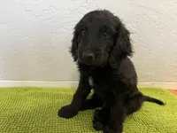 Medium Bernedoodle (Male) FREE DELIVERY in US, a male Bernedoodle for sale in Denver, CO – Photo 3 of 7