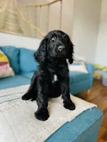 Medium Bernedoodle (Male) FREE DELIVERY in US, a male Bernedoodle for sale in Denver, CO – Photo 3 of 7