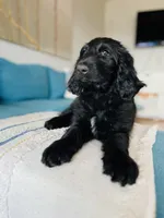 Medium Bernedoodle (Male) FREE DELIVERY in US, a male Bernedoodle for sale in Denver, CO – Photo 6 of 7
