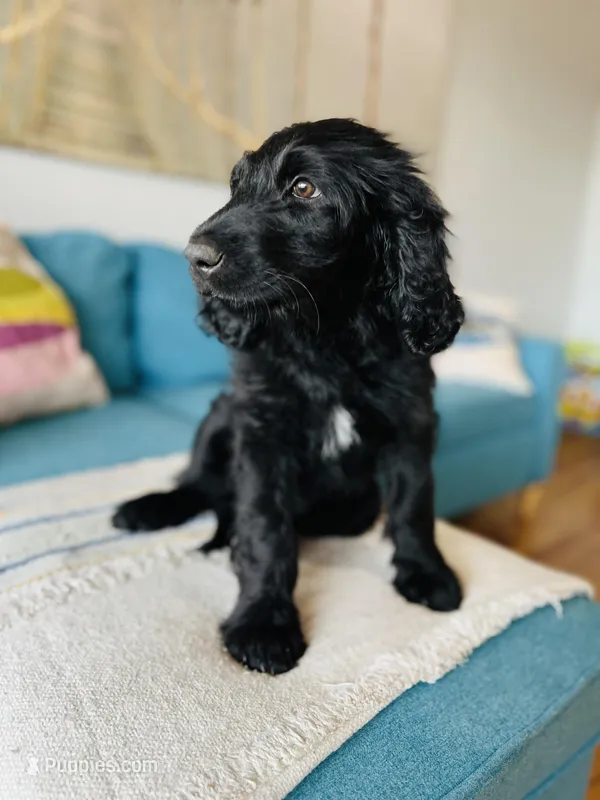 Medium Bernedoodle (Male) FREE DELIVERY in US – Bernedoodle puppy for sale in Denver, CO