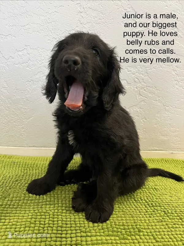 Medium Bernedoodle (Male) FREE DELIVERY in US – Bernedoodle puppy for sale in Denver, CO