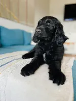 Medium Bernedoodle (Male) FREE DELIVERY in US, a male Bernedoodle for sale in Denver, CO – Photo 5 of 7