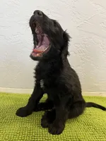 Medium Bernedoodle (Male) FREE DELIVERY in US, a male Bernedoodle for sale in Denver, CO – Photo 2 of 7