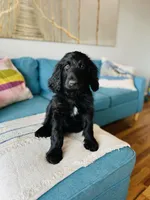 Medium Bernedoodle (Male) FREE DELIVERY in US, a male Bernedoodle for sale in Denver, CO – Photo 7 of 7